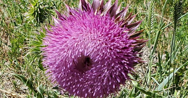 The beauty of the Bull Thistle is misleading, as the plant is a noxious weed. Photo by Chabella Guzman