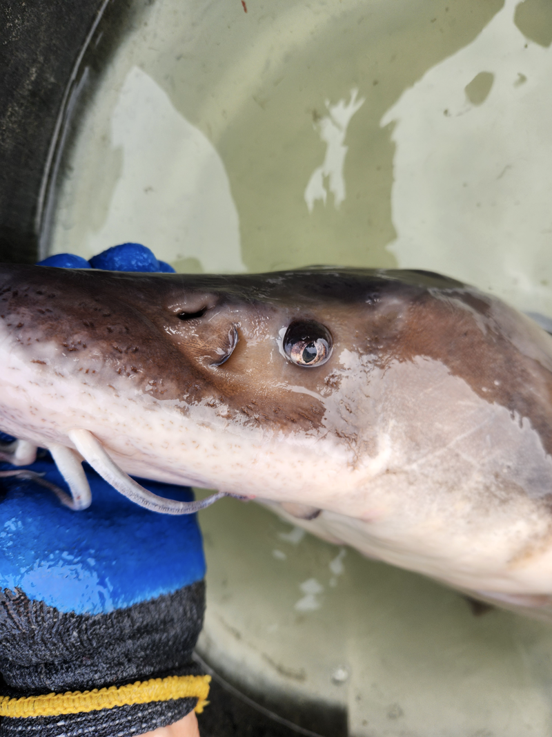 Rare Lake Sturgeon Made 681-Mile Swim